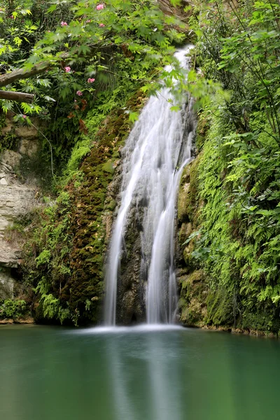 Cascade en forêt verte — Photo