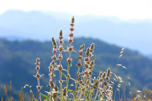 山の中の夏の花 — ストック写真