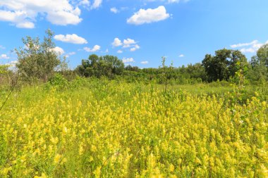 Yaz kır çiçekleri çayır