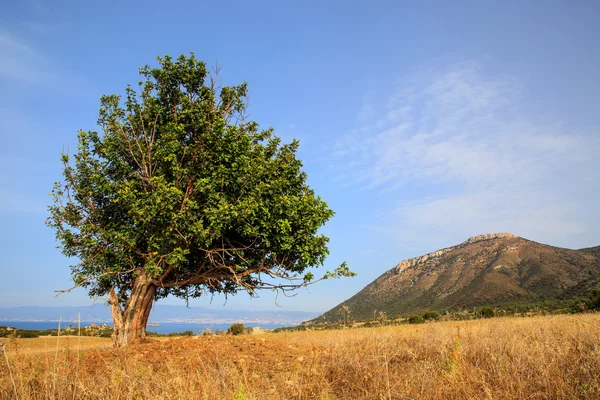 Stare drzewo oliwne na łące — Zdjęcie stockowe