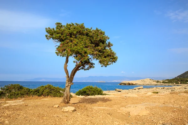 Alone tree on sea background — Stock Photo, Image