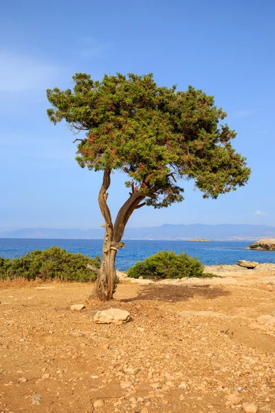 Albero sulla riva mediterranea — Foto Stock