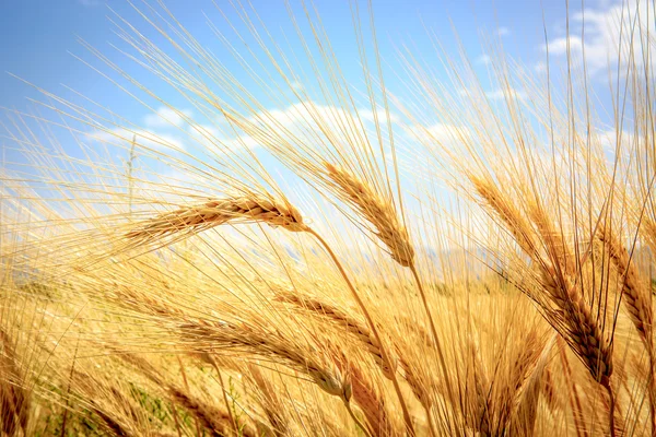 Abstract ear of wheat field — Stock Photo, Image