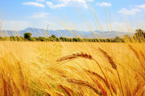 Oreille de champ de blé — Photo