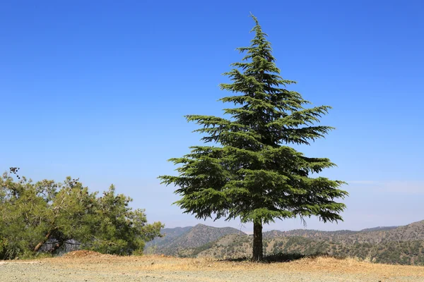 Pine tree in mountains — Stock Photo, Image