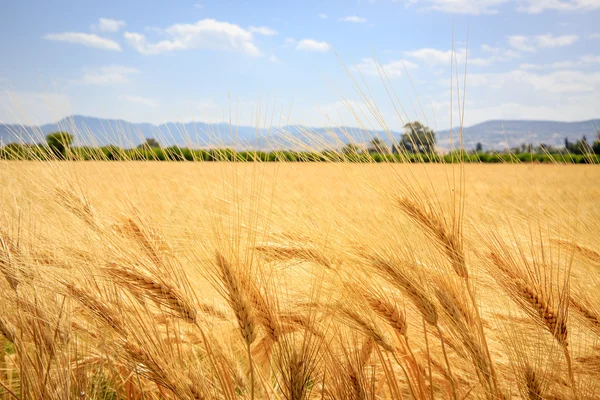 Ear of wheat field in summer — Stock Photo, Image