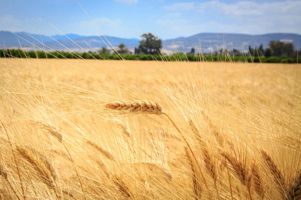 Ear of wheat field in summer time — Stock Photo, Image