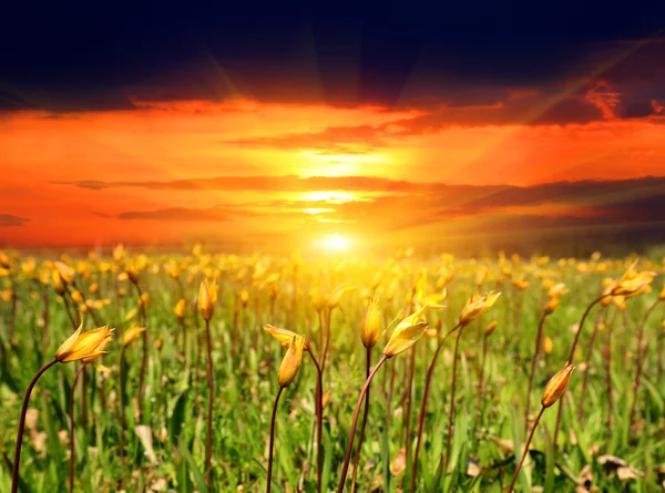 Sunset over wild tulip flowers — Stock Photo, Image