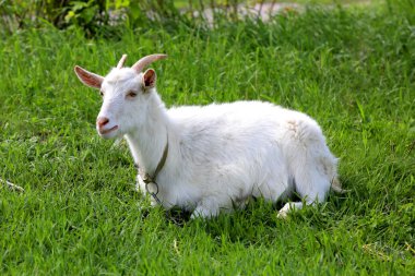 keçi dinlenme yeşil mera üzerinde