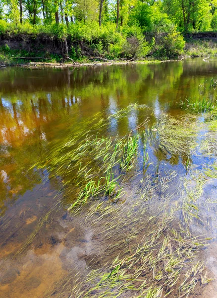 Riva del fiume con piante in acqua — Foto Stock