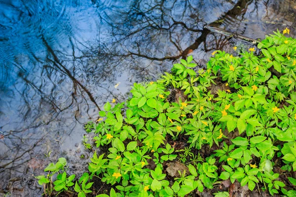 Zelené lístečky blízko vody v louži — Stock fotografie