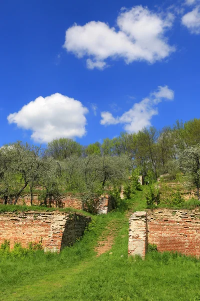 Old aplle garden on terraces — Stock Photo, Image