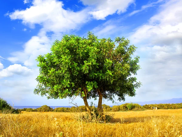 Çayır üzerinde yeşil ağaç — Stok fotoğraf