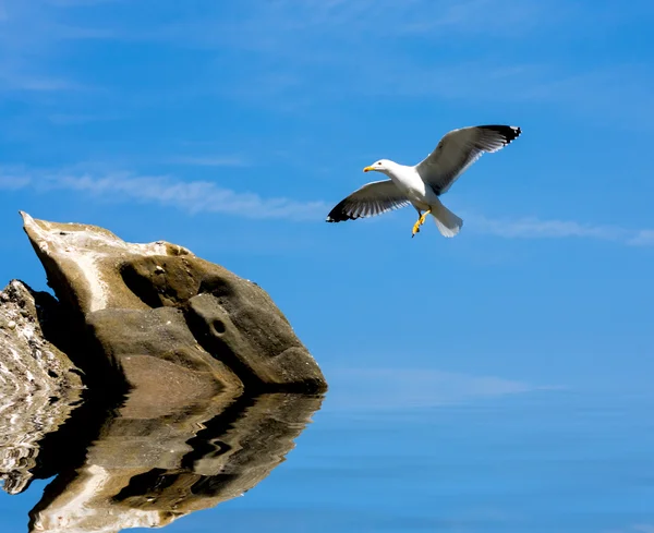 Чайка літає до каменю — стокове фото