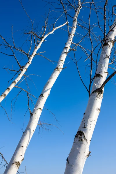 Birch trees trunk — Stock Photo, Image
