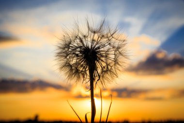 Karahindiba susnet gökyüzü arka plan üzerinde