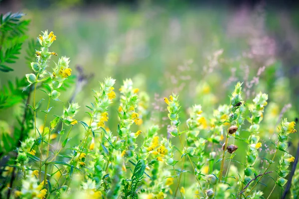 Verano flores prado — Foto de Stock