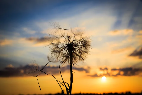 Dente di leone e cielo al tramonto — Foto Stock