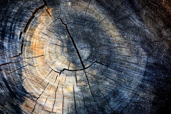 抽象的な木を見た猫暗 — ストック写真