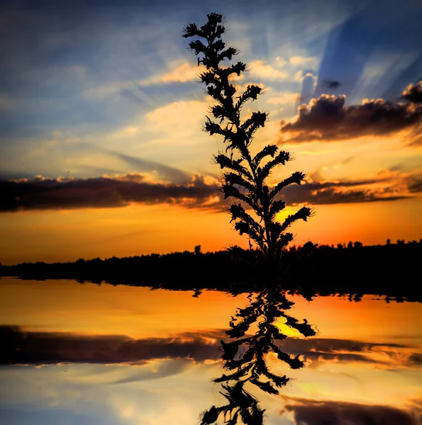Abstrakte Pflanze auf dem Hintergrund des Sonnenuntergangs — Stockfoto