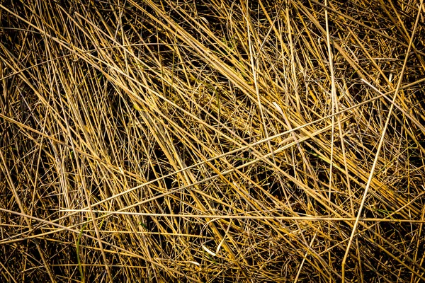 Dry grass background — Stock Photo, Image