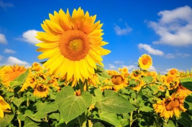 güzel ayçiçeği çayır