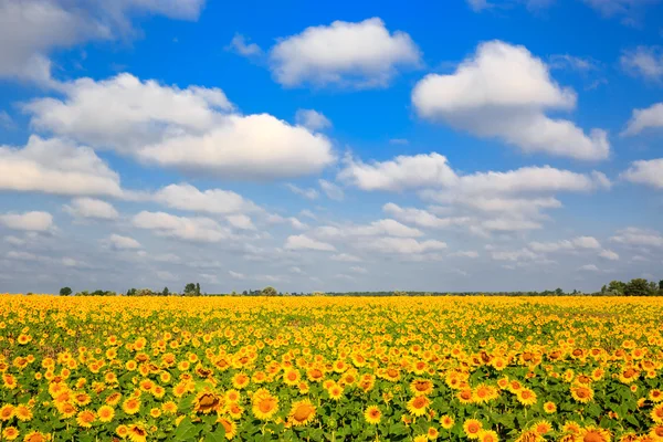 ทุ่งหญ้าดอกทานตะวันเกษตร — ภาพถ่ายสต็อก