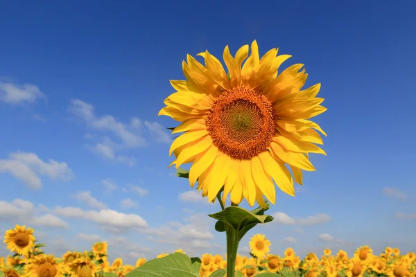 Schöne Sonnenblume auf der Wiese — Stockfoto