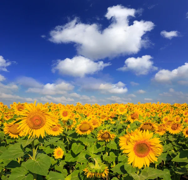 Prairie de tournesol sous un ciel agréable — Photo