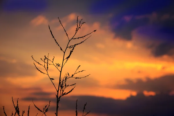 Rameau sec sur fond de ciel coucher de soleil — Photo