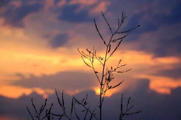 Herbe sèche sur fond de coucher de soleil — Photo