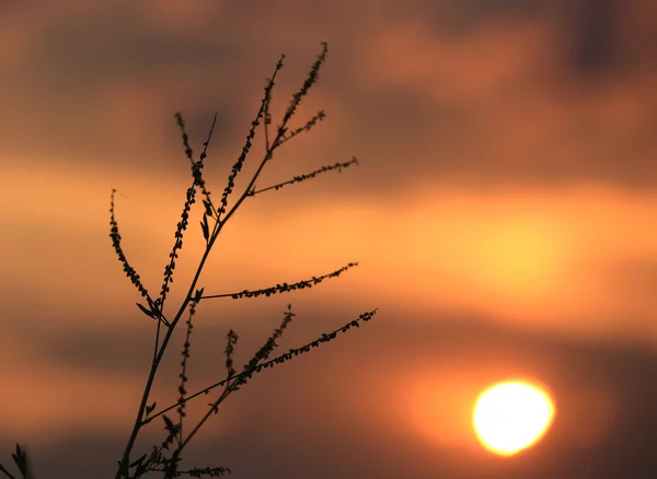 Větvička na západu slunce obloha pozadí — Stock fotografie