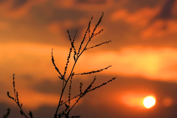 Brindille sur fond de coucher de soleil — Photo