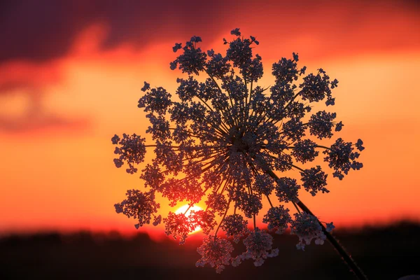 Fiori selvatici su sfondo tramonto — Foto Stock