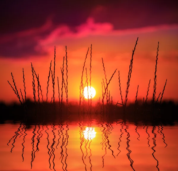 Herbe sur fond de coucher de soleil près de l'eau — Photo