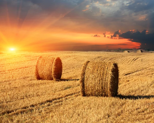 Hay rolls on farming field — Stock Photo, Image