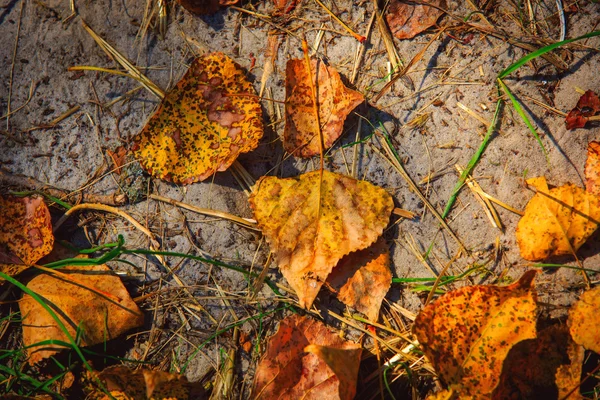 Hojas de otoño en el suelo — Foto de Stock