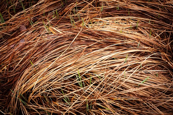 Dry grass abstract close-up — Stock Photo, Image