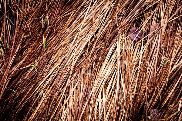 Dry grass background — Stock Photo, Image