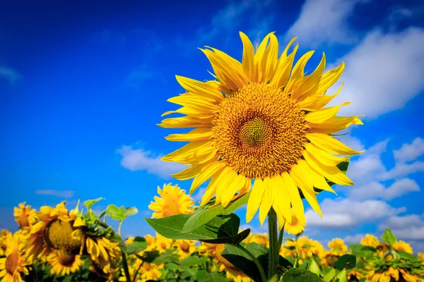 Schöne Sonnenblumen auf der Ackerwiese — Stockfoto