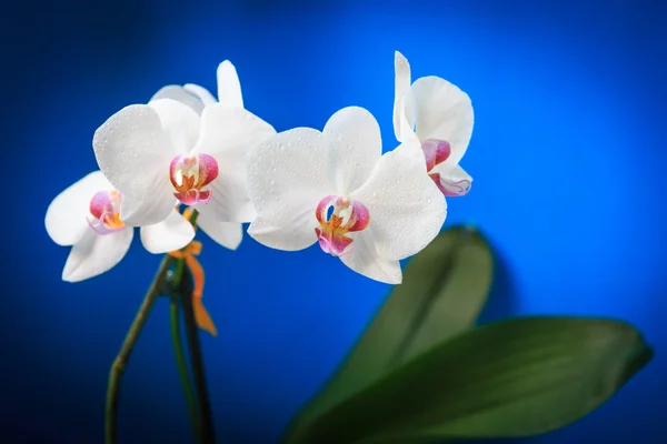 Nice orchid flowers — Stock Photo, Image