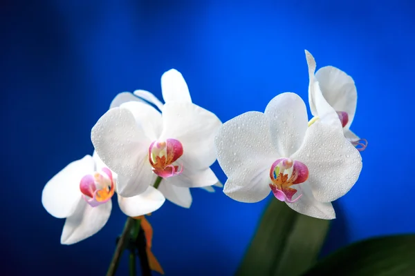 Flores frescas da orquídea no fundo azul — Fotografia de Stock