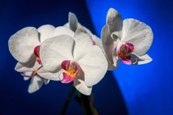 Orchid flowers ob blue background — Stock Photo, Image