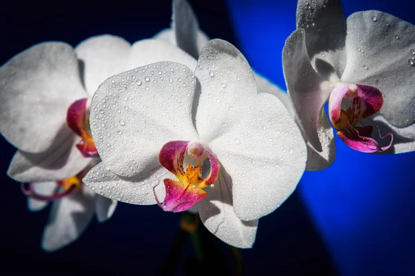Flores molhadas do orchid — Fotografia de Stock