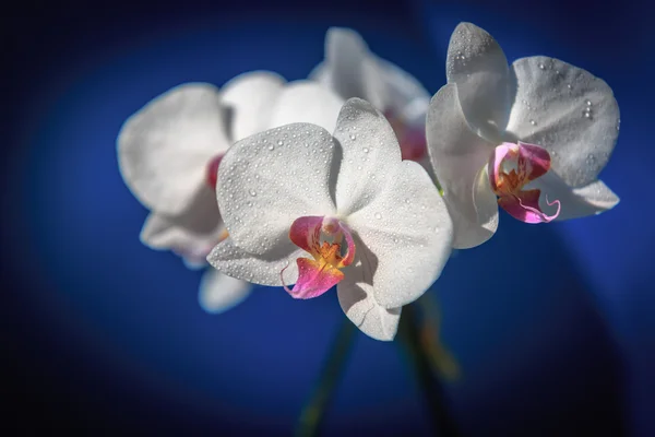 Agradável buquê de flores frescas da orquídea — Fotografia de Stock