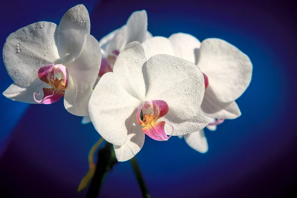 Flores brancas de orquídea fresca — Fotografia de Stock