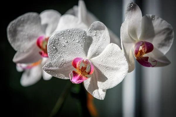 Flores agradáveis do orchid — Fotografia de Stock