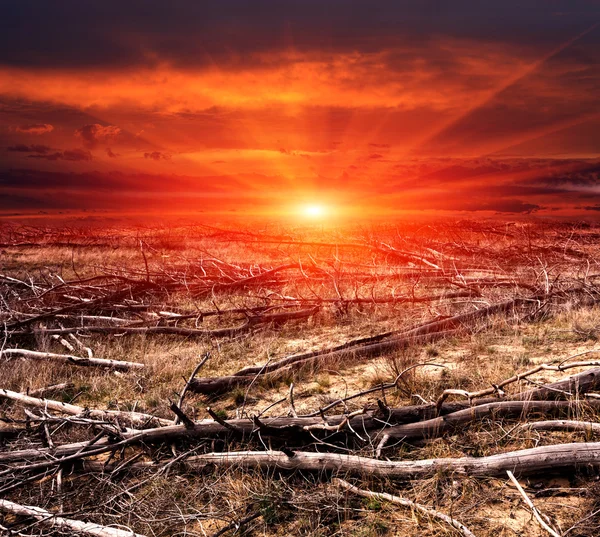 Coucher de soleil rouge sur les bois morts dans la forêt — Photo