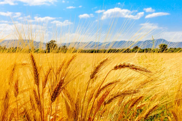 Ear of wheat meadow in summer — Stock Photo, Image