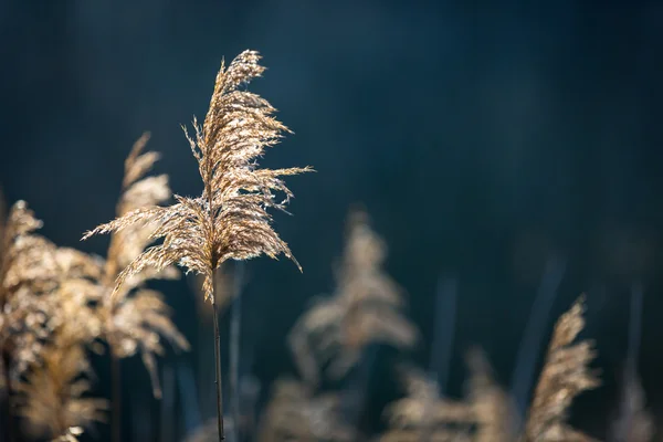 Suchá hůl měkké Foto — Stock fotografie